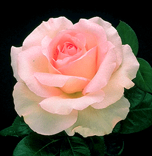 greatrose